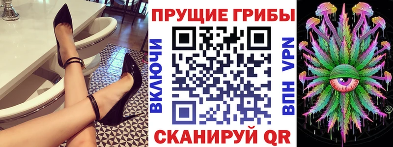 купить   Карабулак  Псилоцибиновые грибы Cubensis 